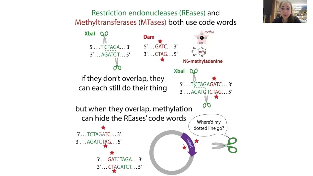 Restriction enzymes - what they are & practical stuff about using them in the lab