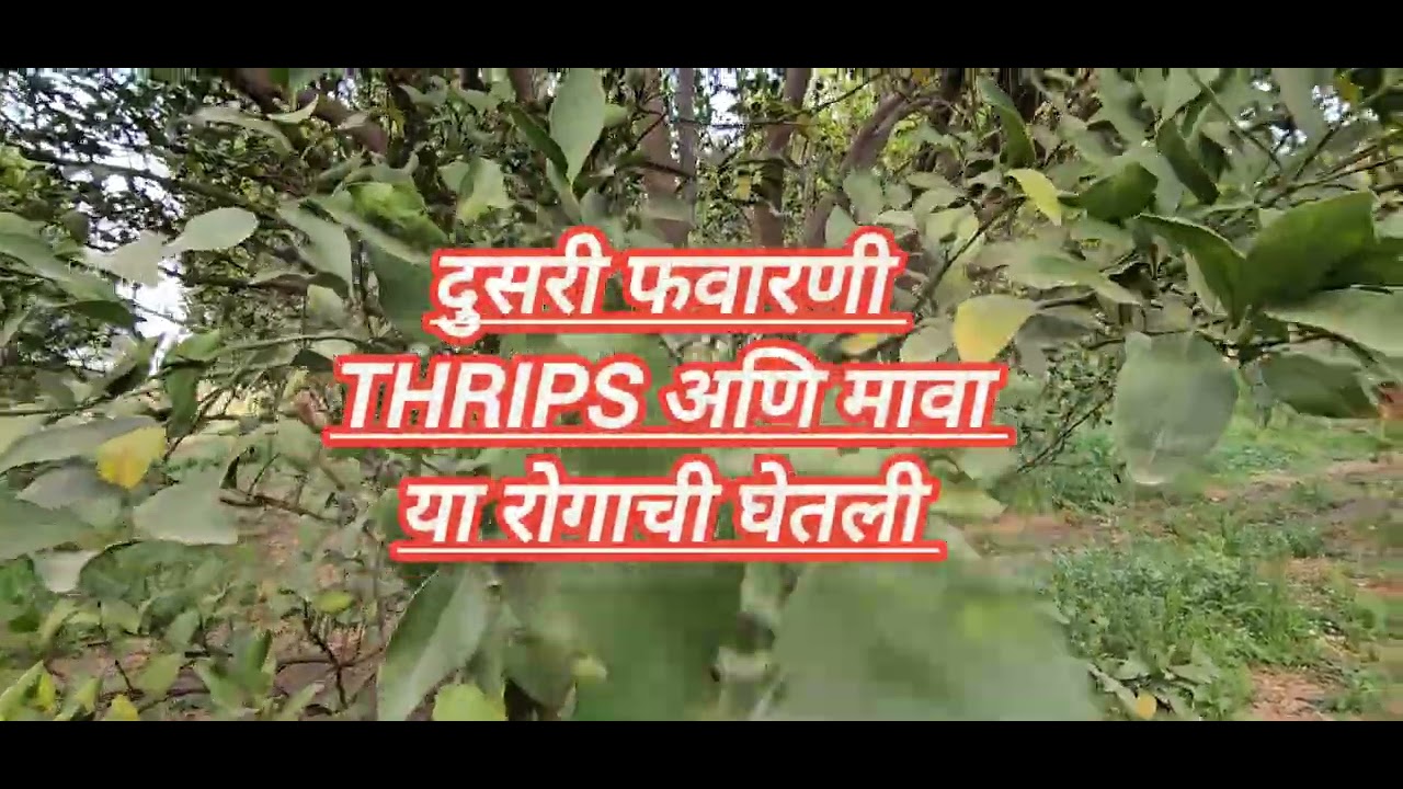 मागील 10 दिवसात ज्यानी आंबे बहार साठी पाणी दिले आहे त्यांच्या साठी हा व्हिडीओ खुप महत्वाचा आहे#आंबे 