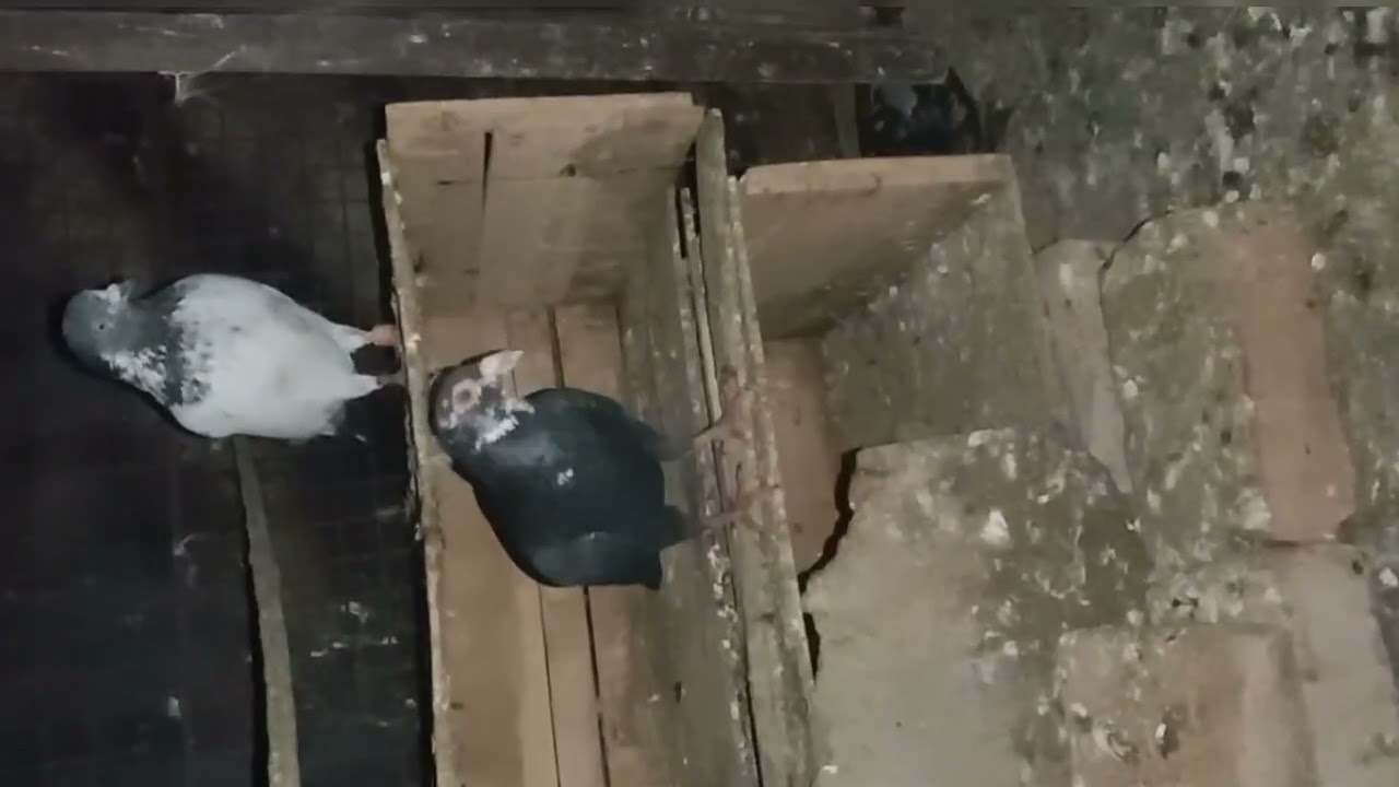 रमज़ान के महीने में कबूतर बाज़ी करना #जोड़े के लिए न्यू केज ले कर आए हैं 