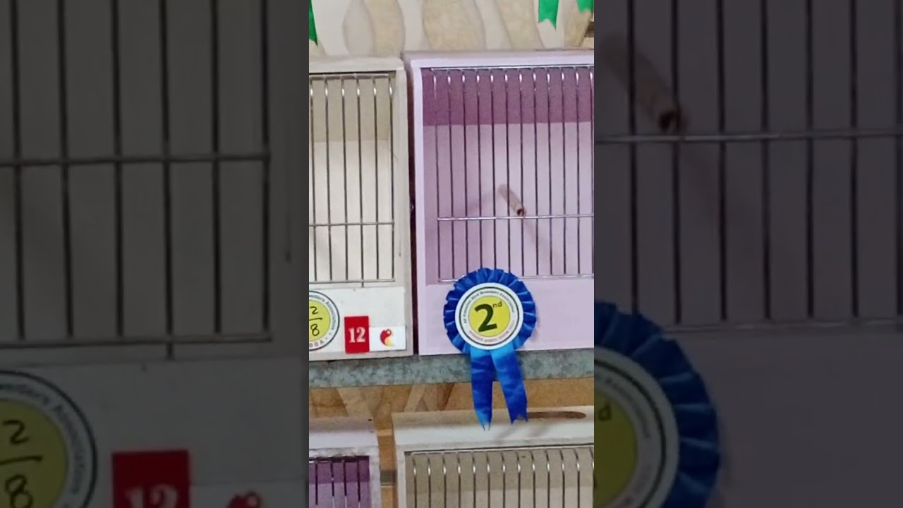 Champion Birds at the All Pakistan Bird Breeders Association show in Karachi