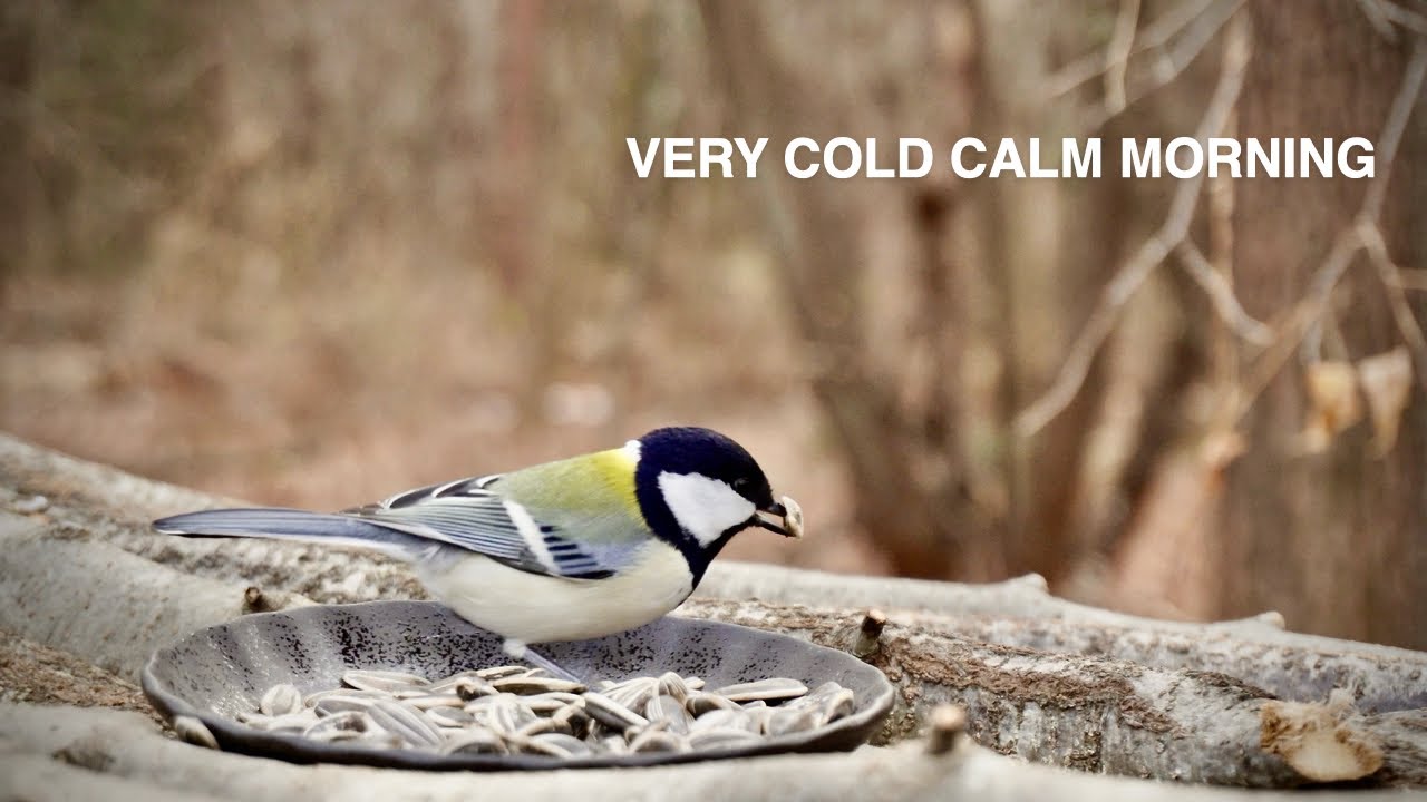 Very Cold Clear Morning at the Bird Feeder | Started at 7 AM, -3.7°C / 25.3°F