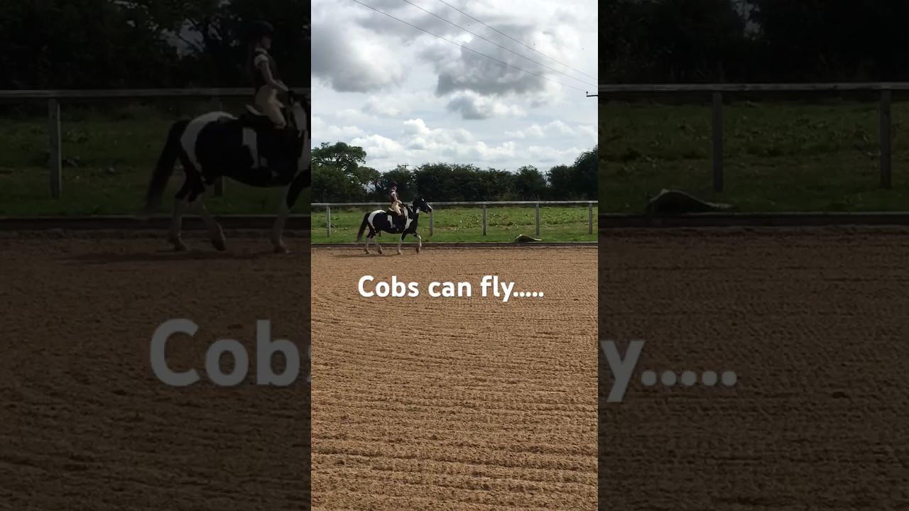 Wait till the end#cobscanjump#equine#equestrian#roman#cobs#flying#galloping#showjumping#piebald #me