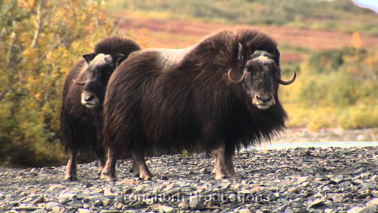 Musk Ox | 3-Minute Nature and Wildlife Short