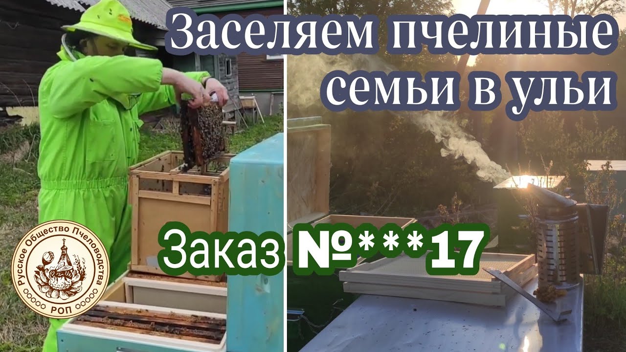 Привезли, подсаживаем пчелиные семьи в  ульи. Создание и обслуживание пасек. Заказ. КИЛЬГИНО САП