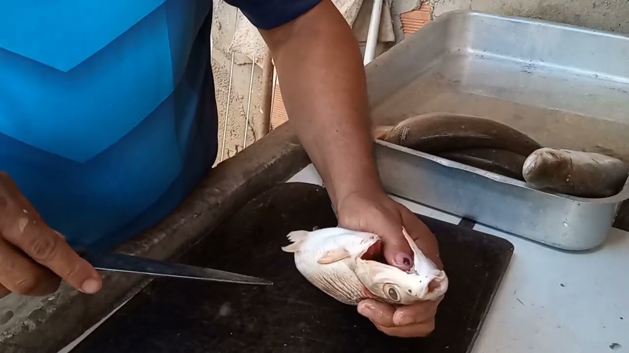 como tratar o jaraqui