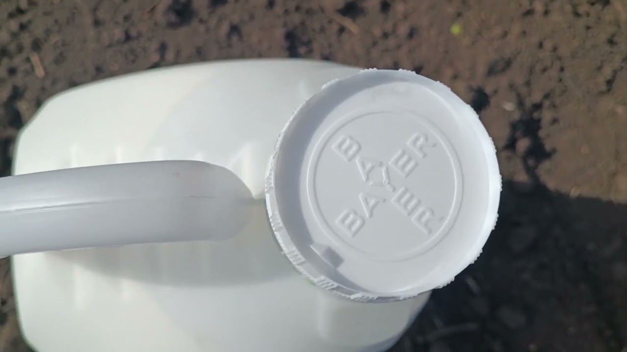 BEZ KOROVA U KUKURUZU ADENGO  ZNA SE BAYER