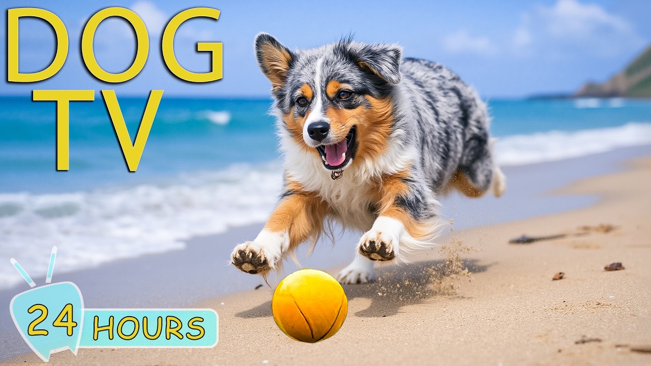 DOG TV: Videos Entertain & Anti-Anxiety for Dogs When Left Alone All Day - Best Relax Music for Dogs