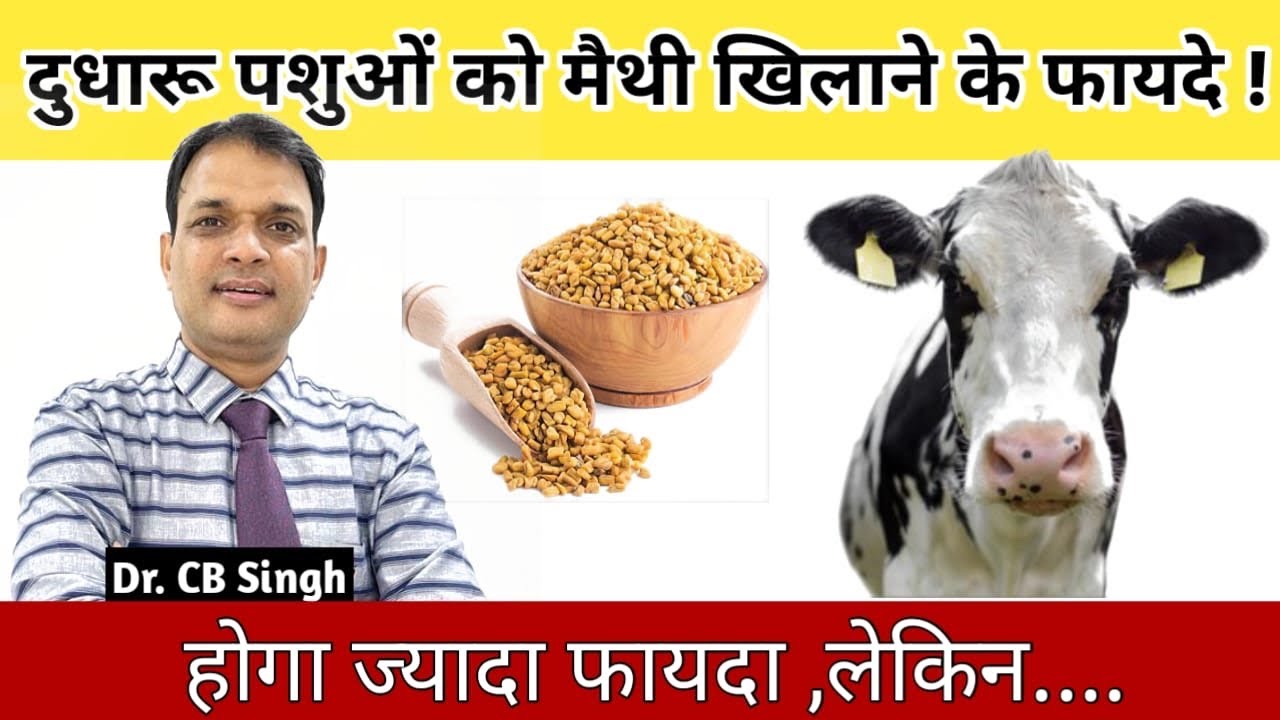 दुधारु पशुओं को मैथी खिलाने के फ़ायदे | Dairy Farm | Dr CB Singh | @Dairy Ustaad