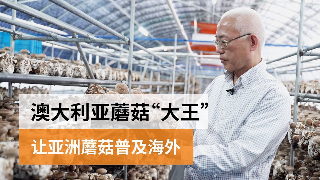 从电子科研到澳洲蘑菇“大王”，他让亚洲蘑菇普及海外 | 澳洲华人故事 | SBS中文