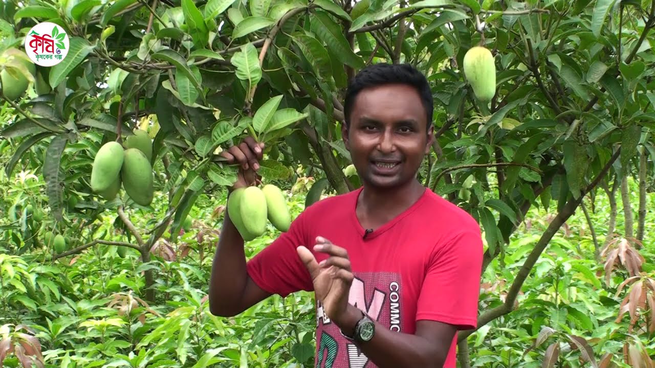থাই বারোমাসি কাটিমন আম চাষে সাফল্য || Catimon Mango