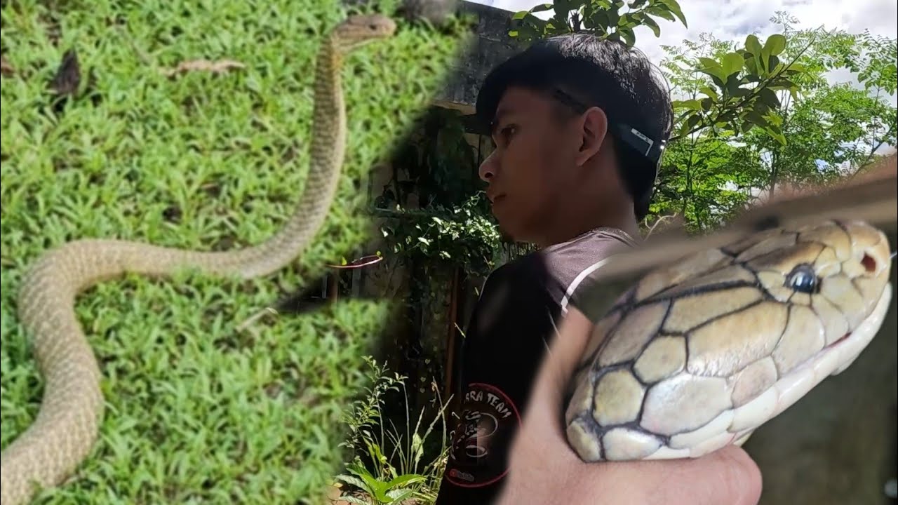 KING COBRANG NANG HAHARANG  SA FARM