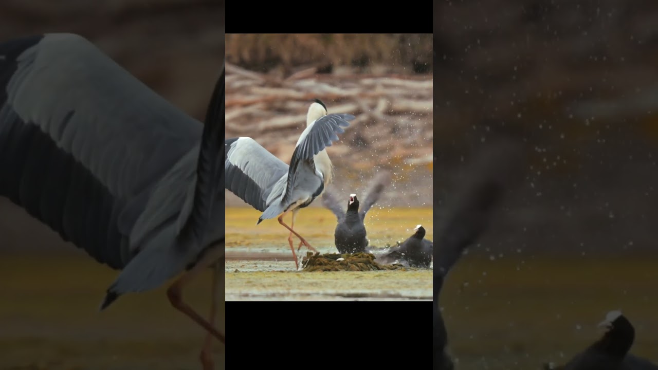 Amazing Bird Fight: American Coot does not allow the Great Blue Heron Beside their nest !!! #shorts