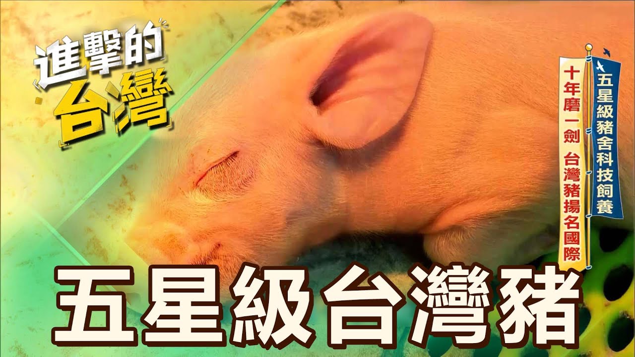 【全台必吃】五星級豬舍科技飼養 十年磨一劍 台灣豬揚名國際 第545集《進擊的台灣》part5｜陳怡廷 (五星級台灣豬)