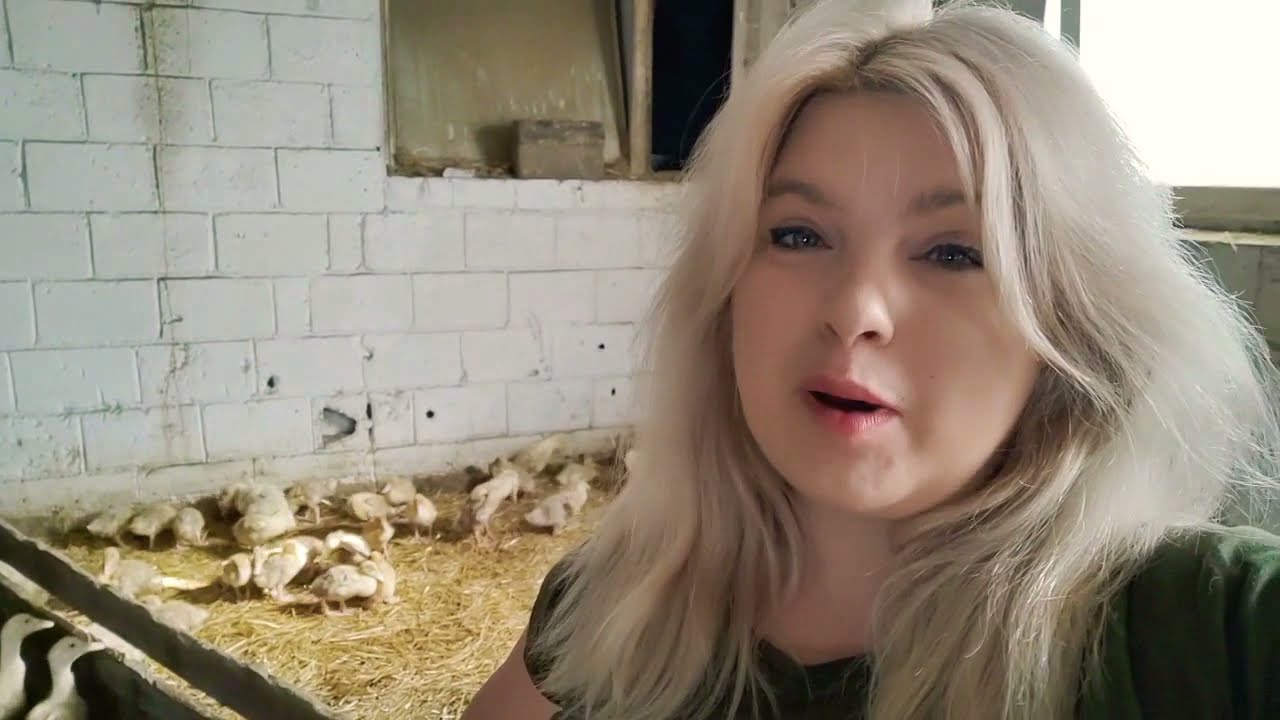 Szpitalik dla kaczek na fermie oraz obowiązki po ścieleniu. Chów Kaczek Pekin.