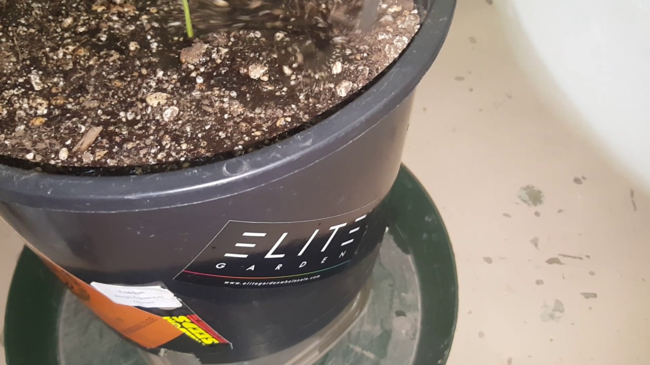 Ep #11 How to Feed AutoFlower Cannabis seedlings (1st Feeding)