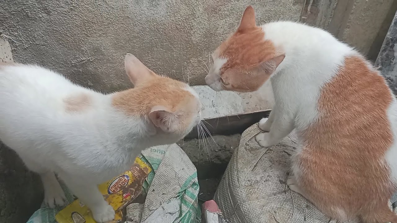 The day I discovered my talent as a cat peacemaker. #cat #petlover #funnypets 