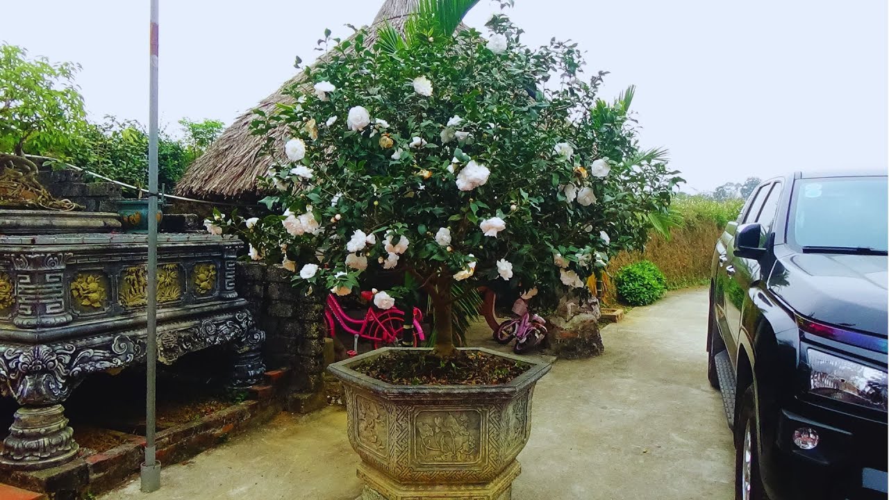 THƯỞNG LÃM CỤ TRÀ BẠCH CỔ , CỔ THỤ CÓ 102 || VƯỜN KIM CHI