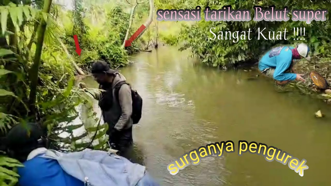 Tarik Tambang belut Monster...masih ada di sungai
