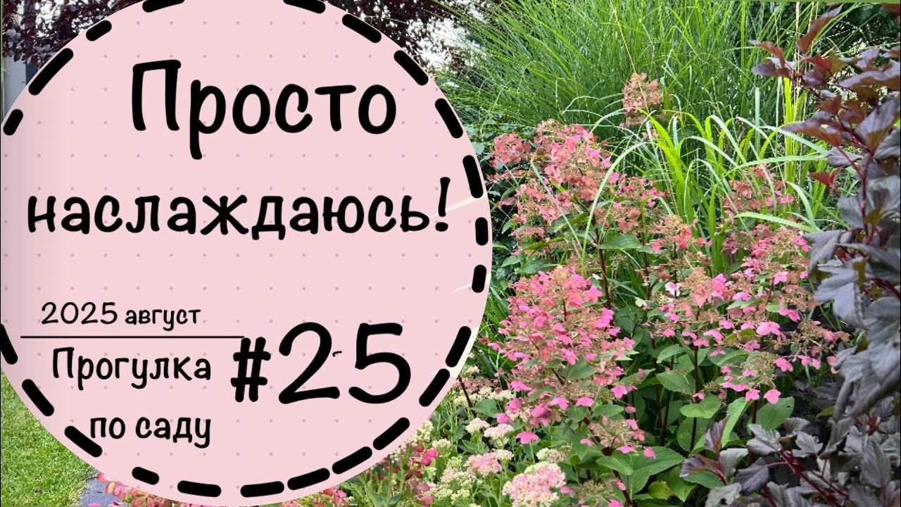 ☘️Прогулка по саду - 25☘️Сравним гортензии☘️Сорняк на газоне☘️Стрижка кустарников зонтиком☘️