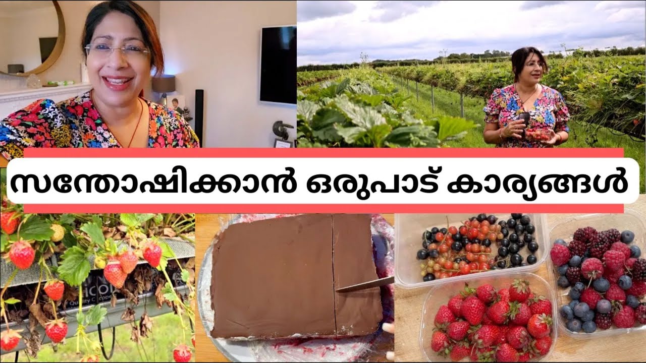 ഒരു വ്യത്യസ്ത അനുഭവം പാടം നിറയെ വിളഞ്ഞു കിടക്കുന്നു  STRAWBERRIES RASBERRIES BLACKCURRENT PICKING