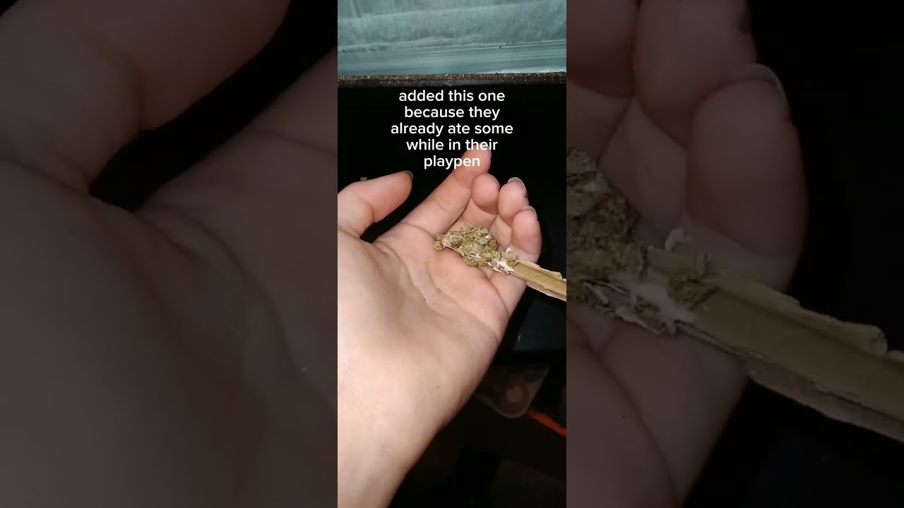 calming gerbil care- sound up