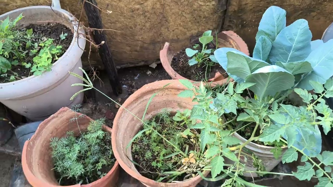 #ihavethisthingwithplants