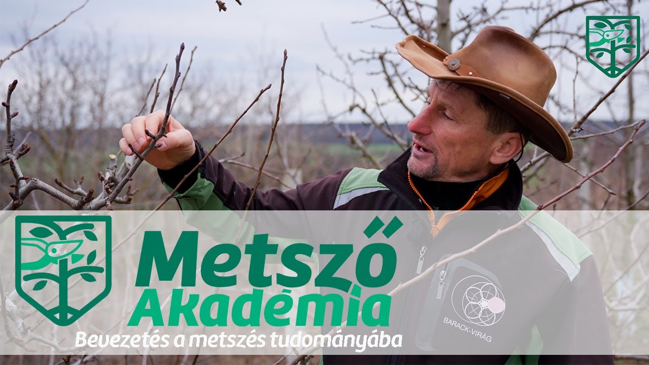 Bevezet&eacute;s a metsz&eacute;s tudom&aacute;ny&aacute;ba  Kosztka Ernővel | Metsző Akad&eacute;mia