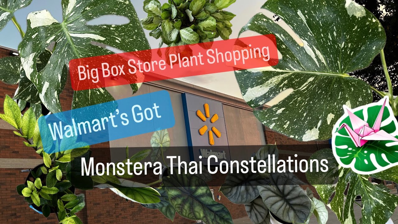 Big Box Store Plant Shopping Walmart Has Monstera Thai Constellations Rare Plant Finds Great Prices