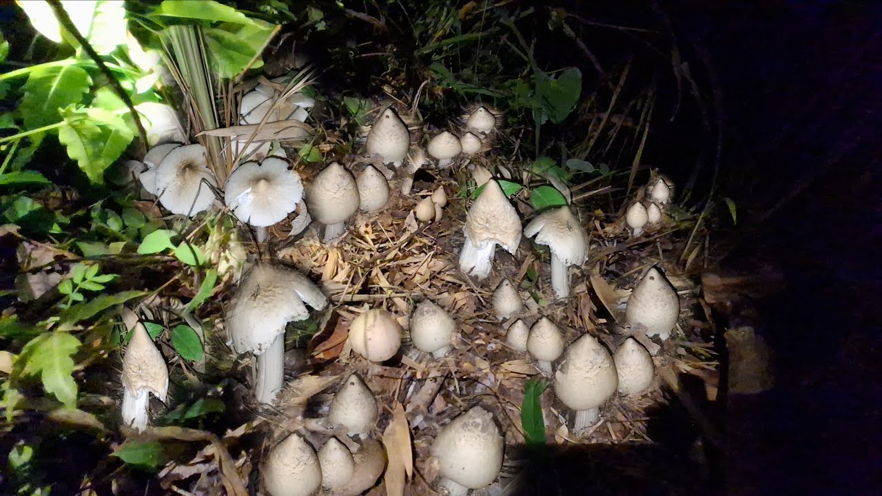 อลังการเห็ดโคนยักษ์เห็ดปลวกใหญ่มาก