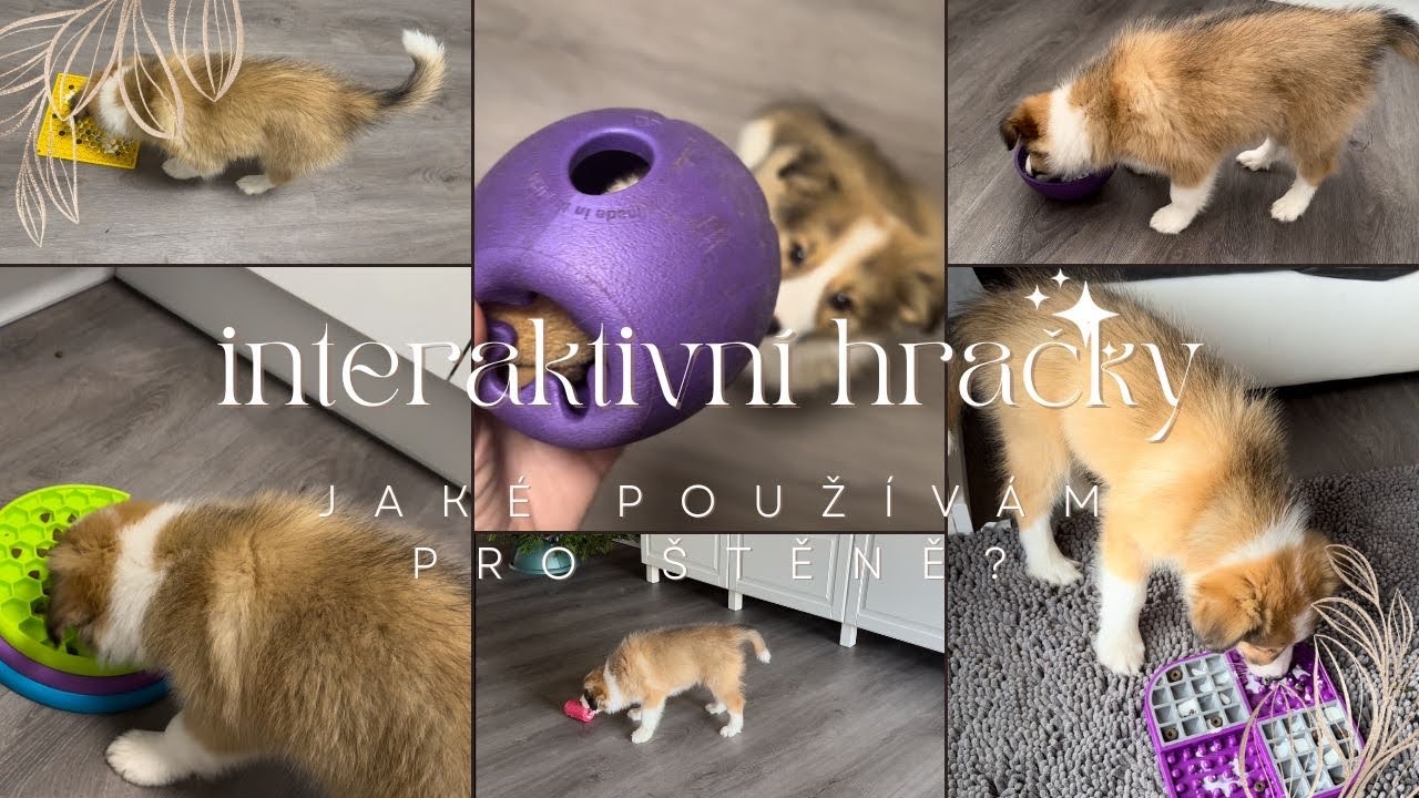 ŠTĚNĚ: Díl 3 - Interaktivní hračky pro štěně