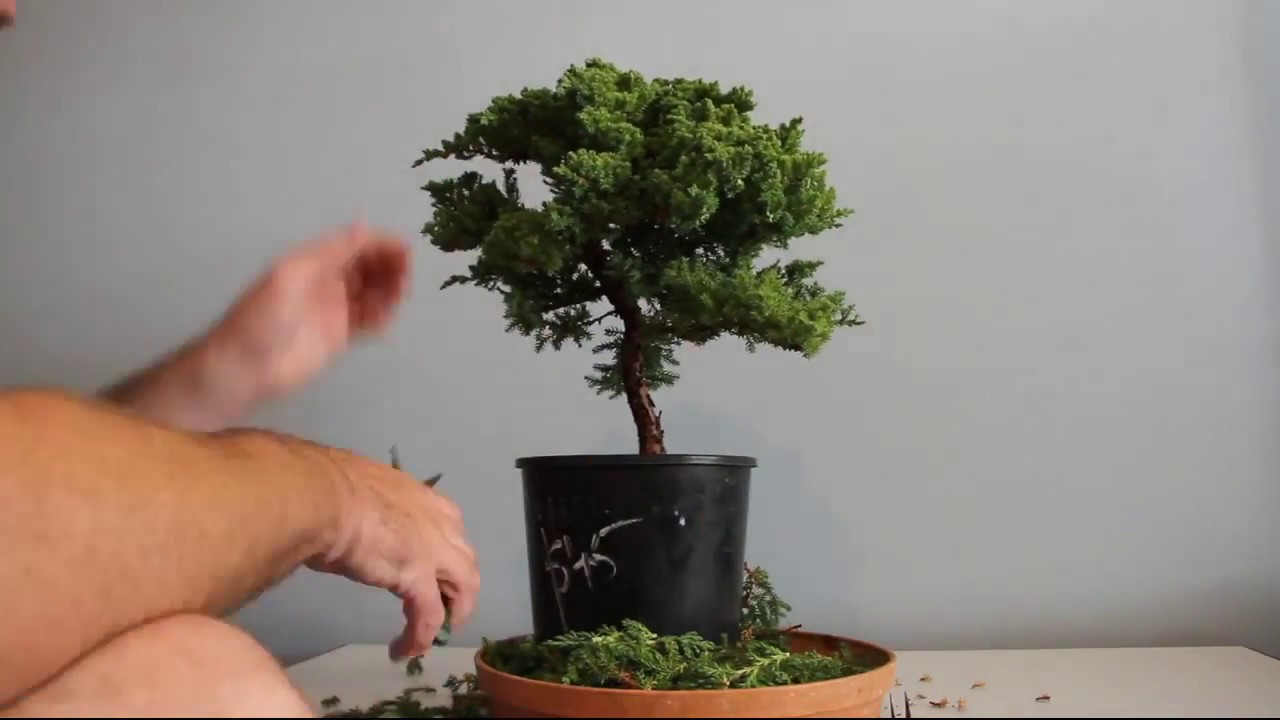 Juniper Bonsai Time Lapse