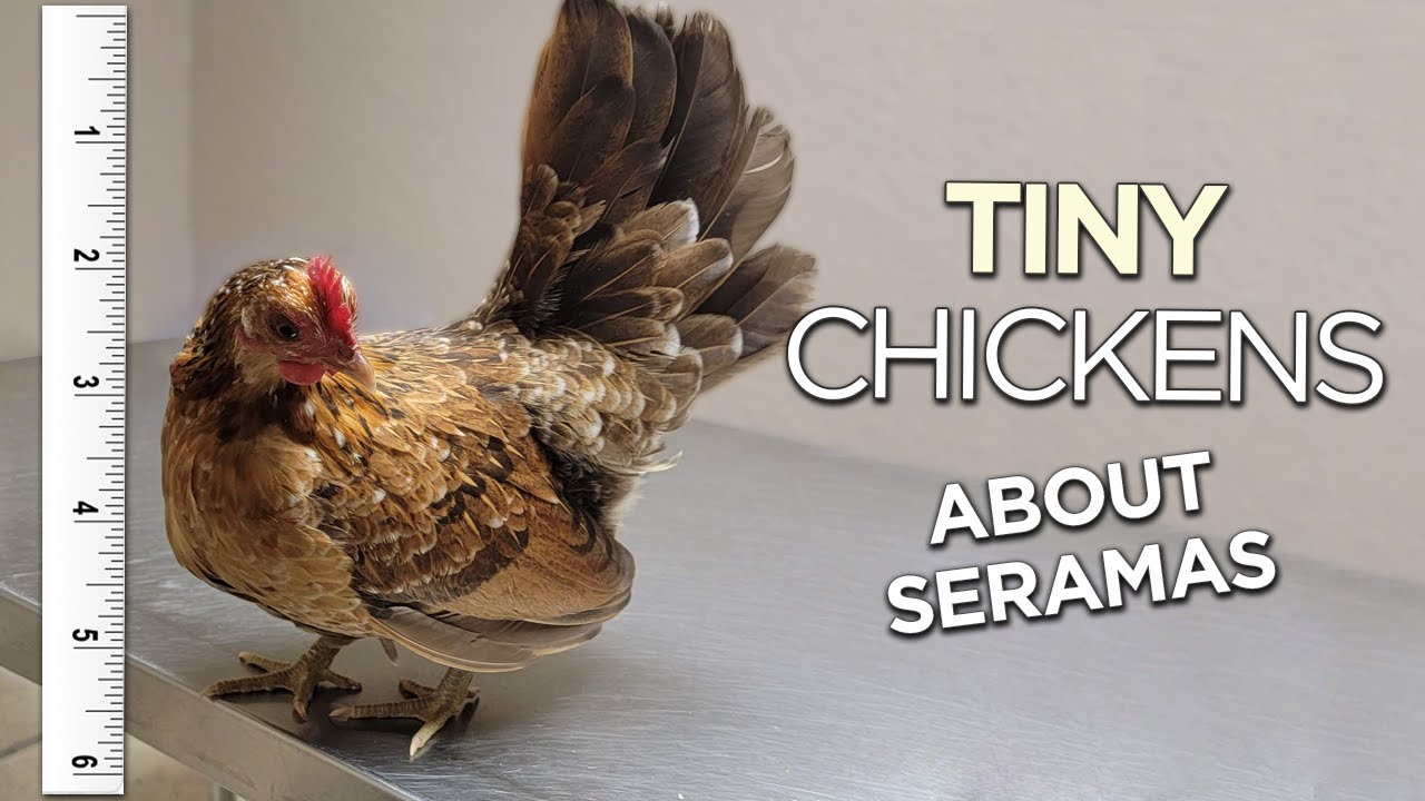 About Serama Chickens: What to know | Cool exotic chickens you can buy rn