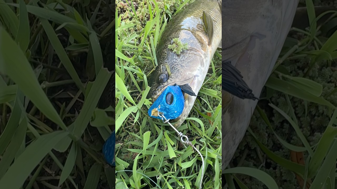 Pesca de tararira con se&ntilde;uelo rub&iacute; rana tai small #tararira #tarucha #pescadeportiva #pescaargentina