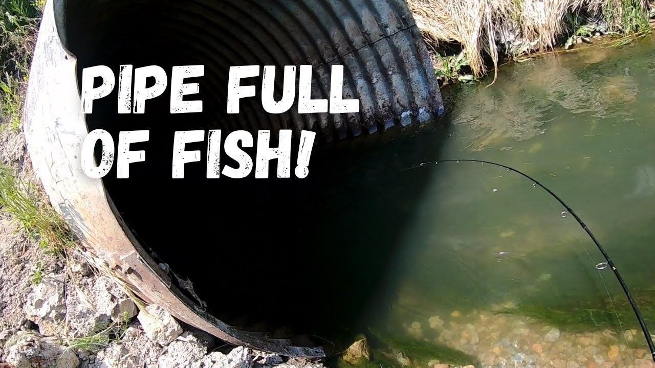 Utah Lake White Bass Spawn! 2023