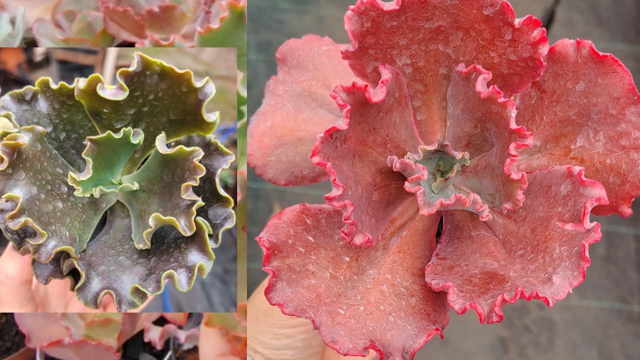 SEMANA do CONSUMIDOR com VANTAGENS para VOCÊS 