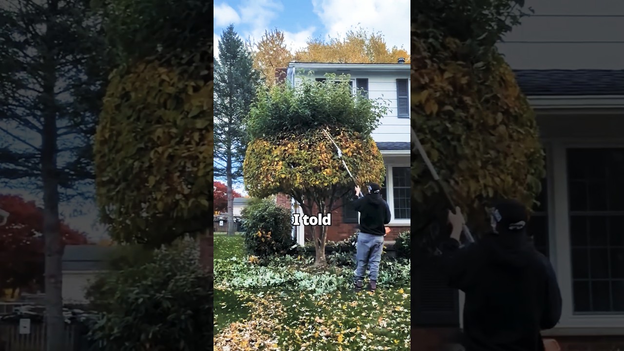 Этот парень был в восторге! #дерево #обрезка #grassmastermatt #шорты