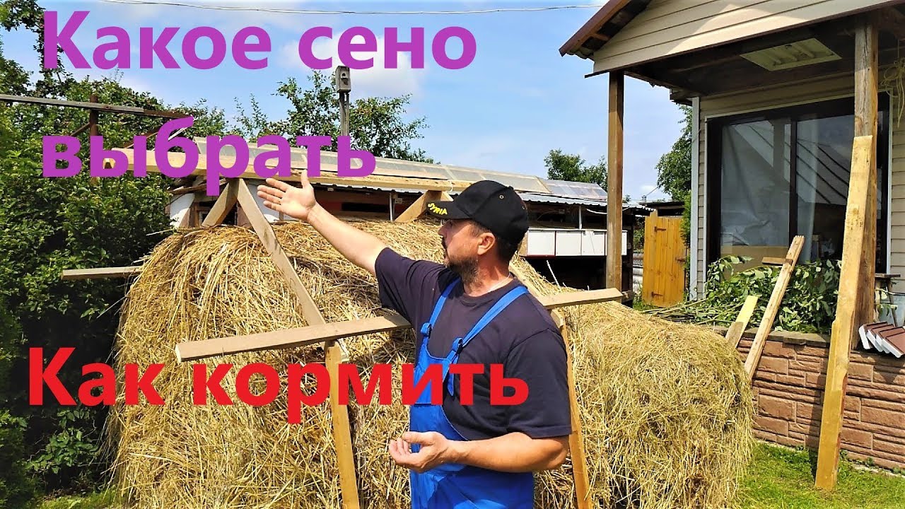 СЕНО как КОРМЛЮ кроликов Личный опыт
