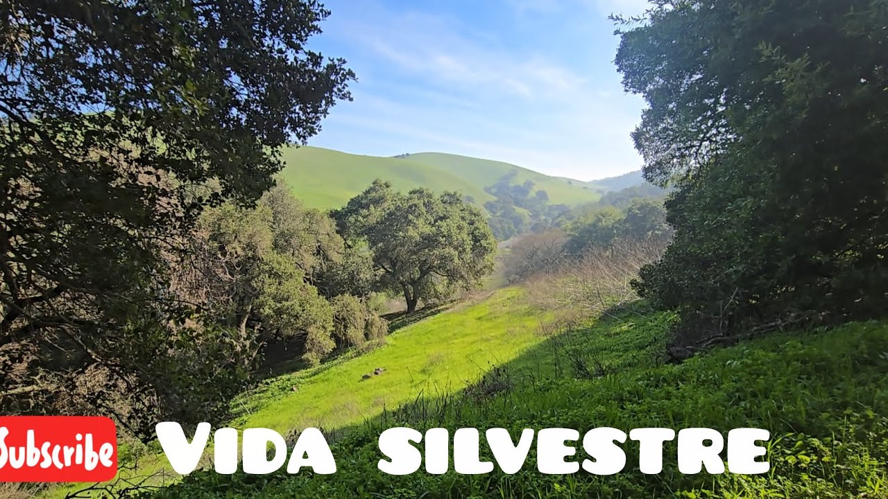 Vida silvestre en California 