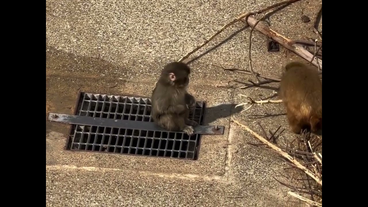 Maymuncha butun dunyoni mehrini qozondi. 