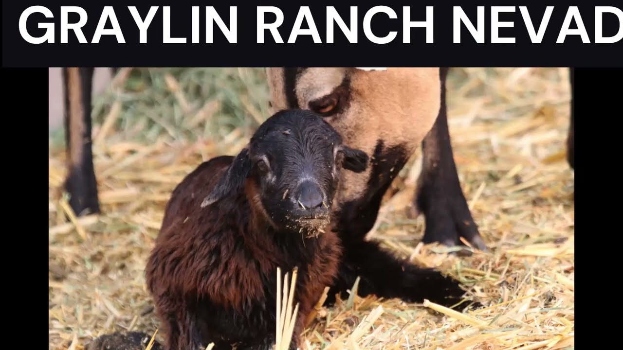 American Blackbelly Precious gives birth to a big ewe lamb.