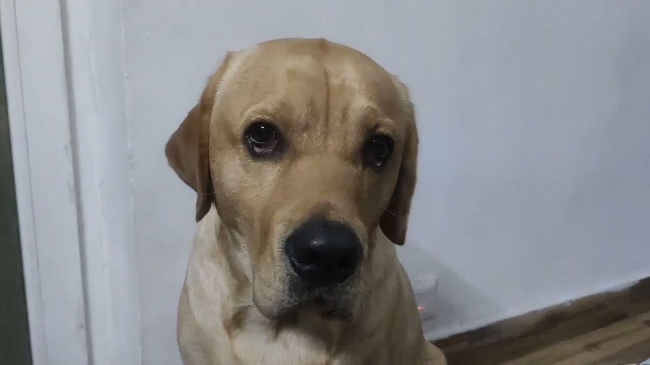 MILO Crying is Acting or Genuine😱😳
