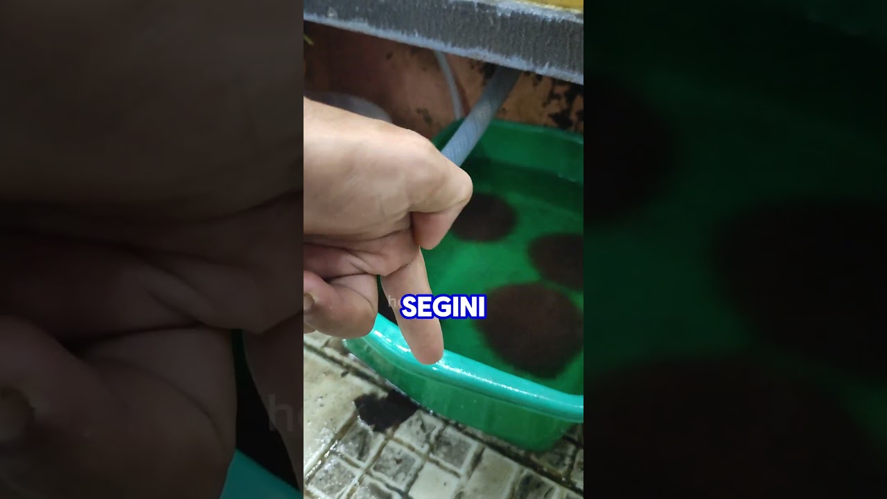 AGAR CACING SUTRA TAHAN LAMA 