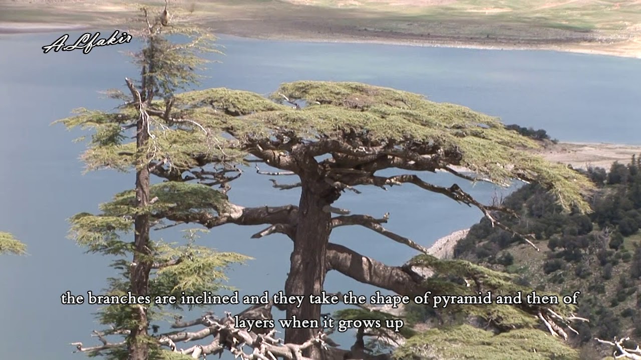 Cedar forest