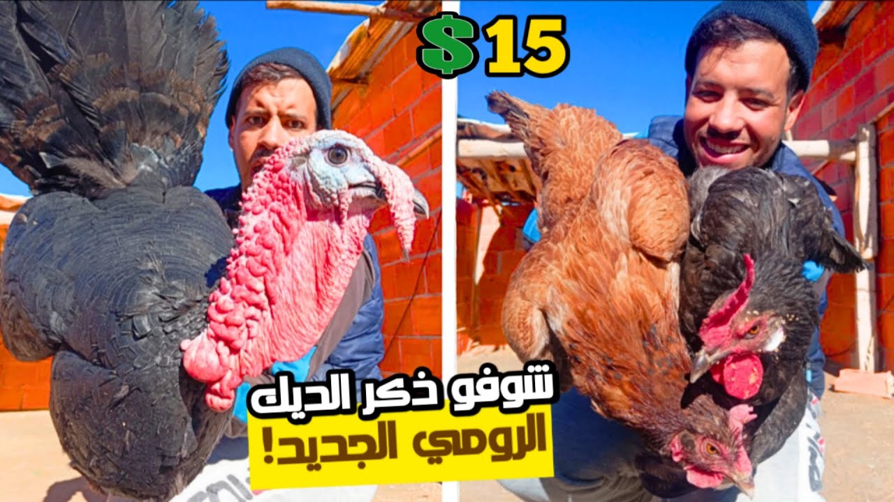 أخيراً… حصلت على ذكر الديك الرومي مقابل 15 دولار🤑 المفاجأة لا تُفوَّت! 😱