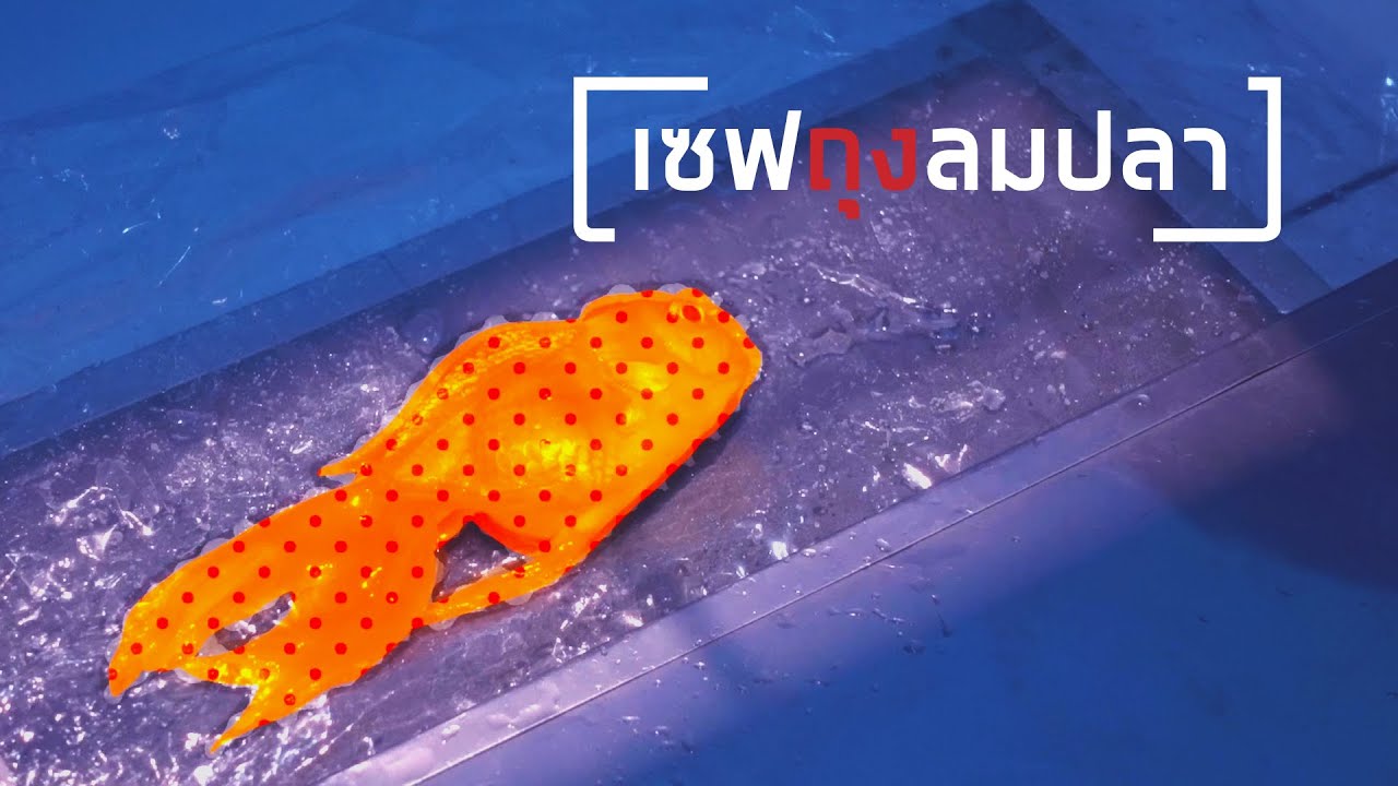 รักษาปลาทองหงายท้อง แค่ท้องอืดหรือถุงลมผิดปกติ