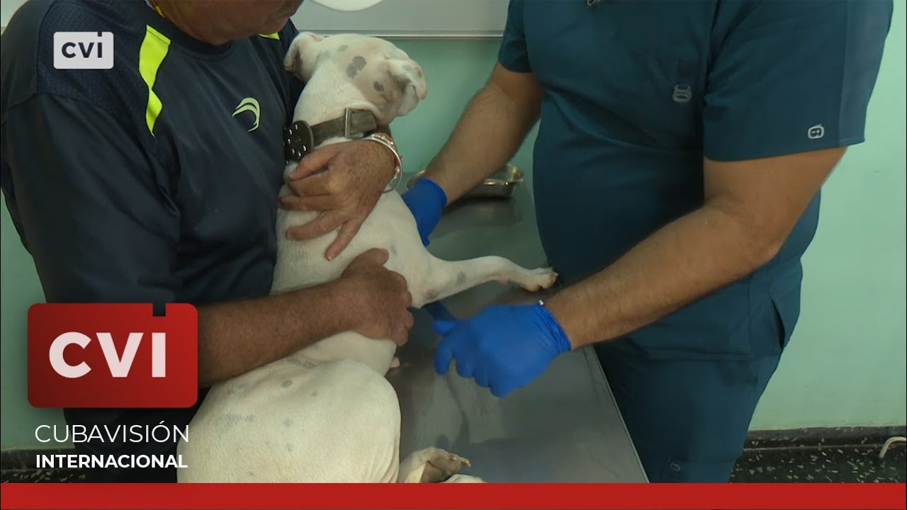Cuba -Mascolive, primera mipyme de atención veterinaria aprobada en Cuba