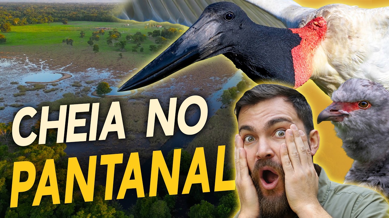 Nunca vi o Pantanal assim! Passarinhada na grande cheia