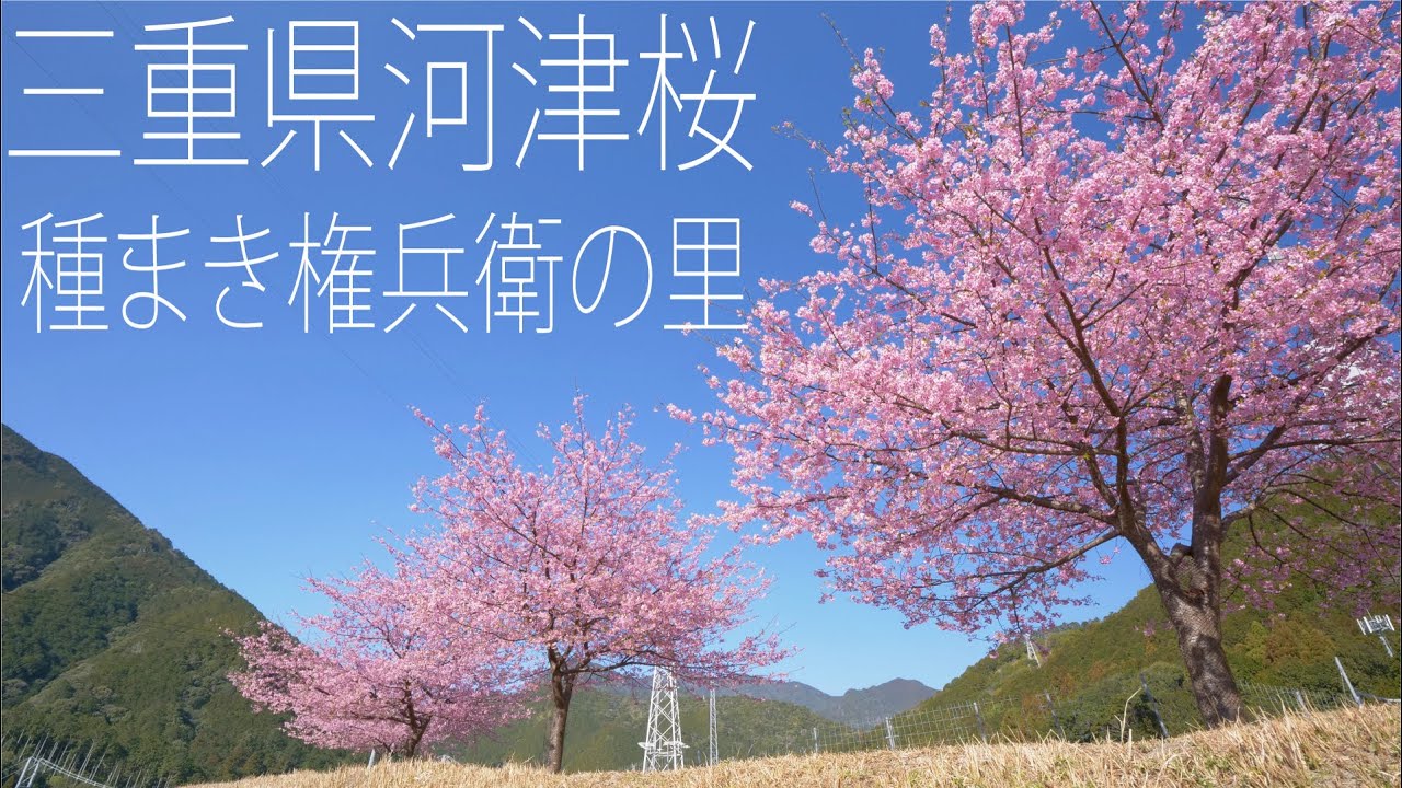河津桜 種まき権兵衛の里 Cherry blossoms（三重県）