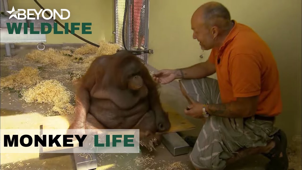 S5E20 | Jeremy Finds out Exactly How Mush Weight Oshine Has Lost | Monkey Life | Beyond Wildlife