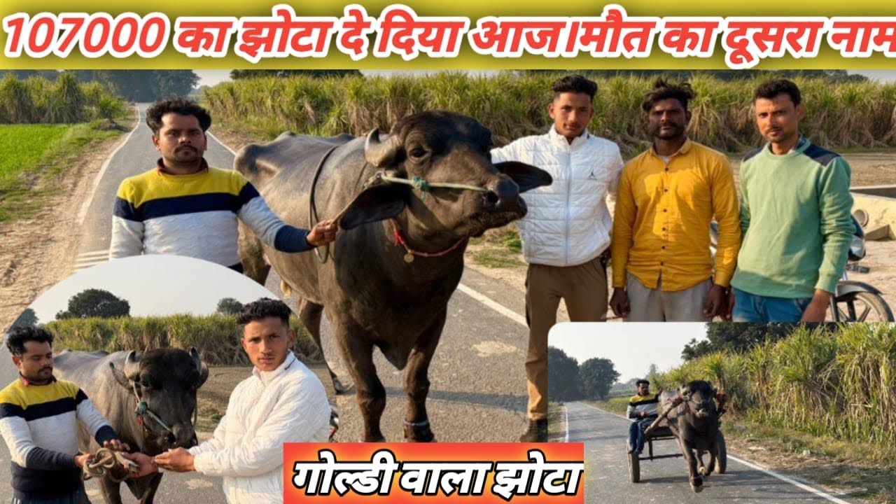 अमन कल्याणपुर ने लिया है ये झोटा 50 का मीटर दिखता है।